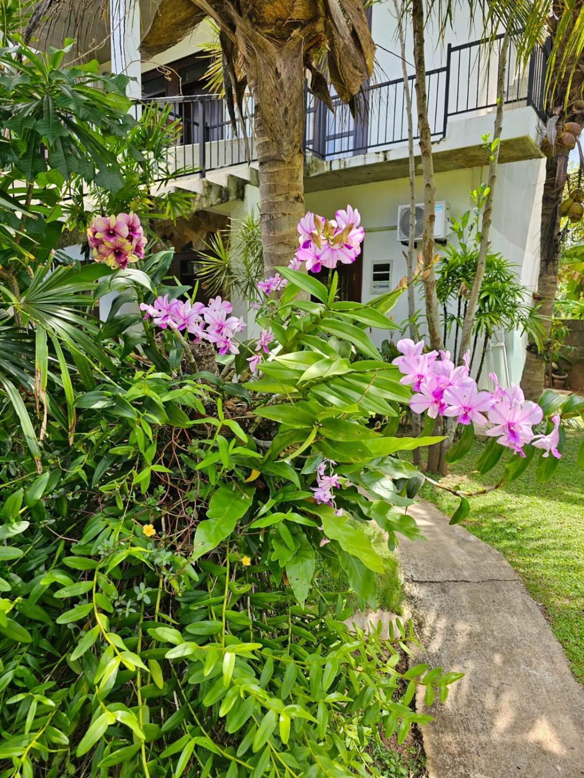 Optimum Residencies Bed & Breakfast Negombo Eksteriør bilde